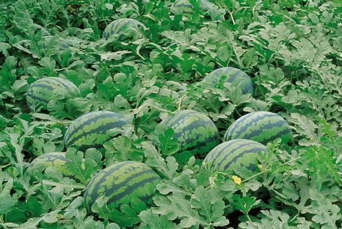 杏花村吃瓜,探寻古村新风尚