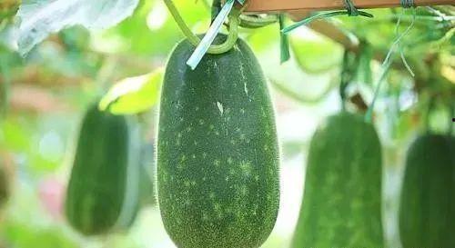 有一种瓜叫吃瓜,揭秘“吃瓜”背后的趣味与潮流