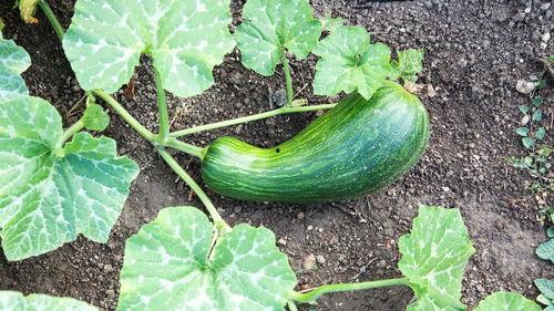 瓠瓜怎么吃才好,瓠瓜美味多变的食用攻略