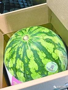 武汉吃瓜文化,街头巷尾的麻辣鲜香社交盛宴