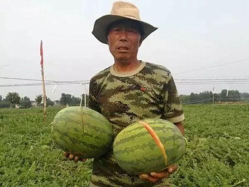 老太监吃瓜砍菜,老太监的瓜田菜地传奇