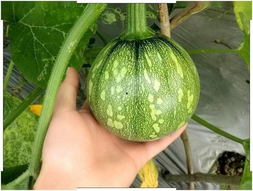 小西湖吃瓜视频